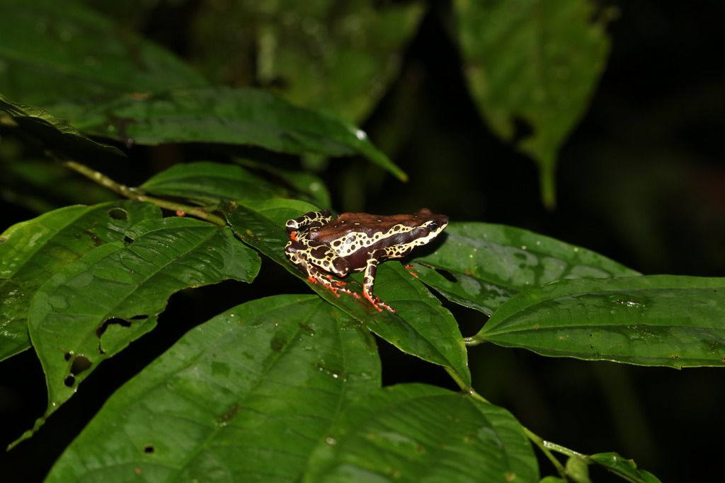 Amazon Dart Frog/Atelopus Photos Dendroboard